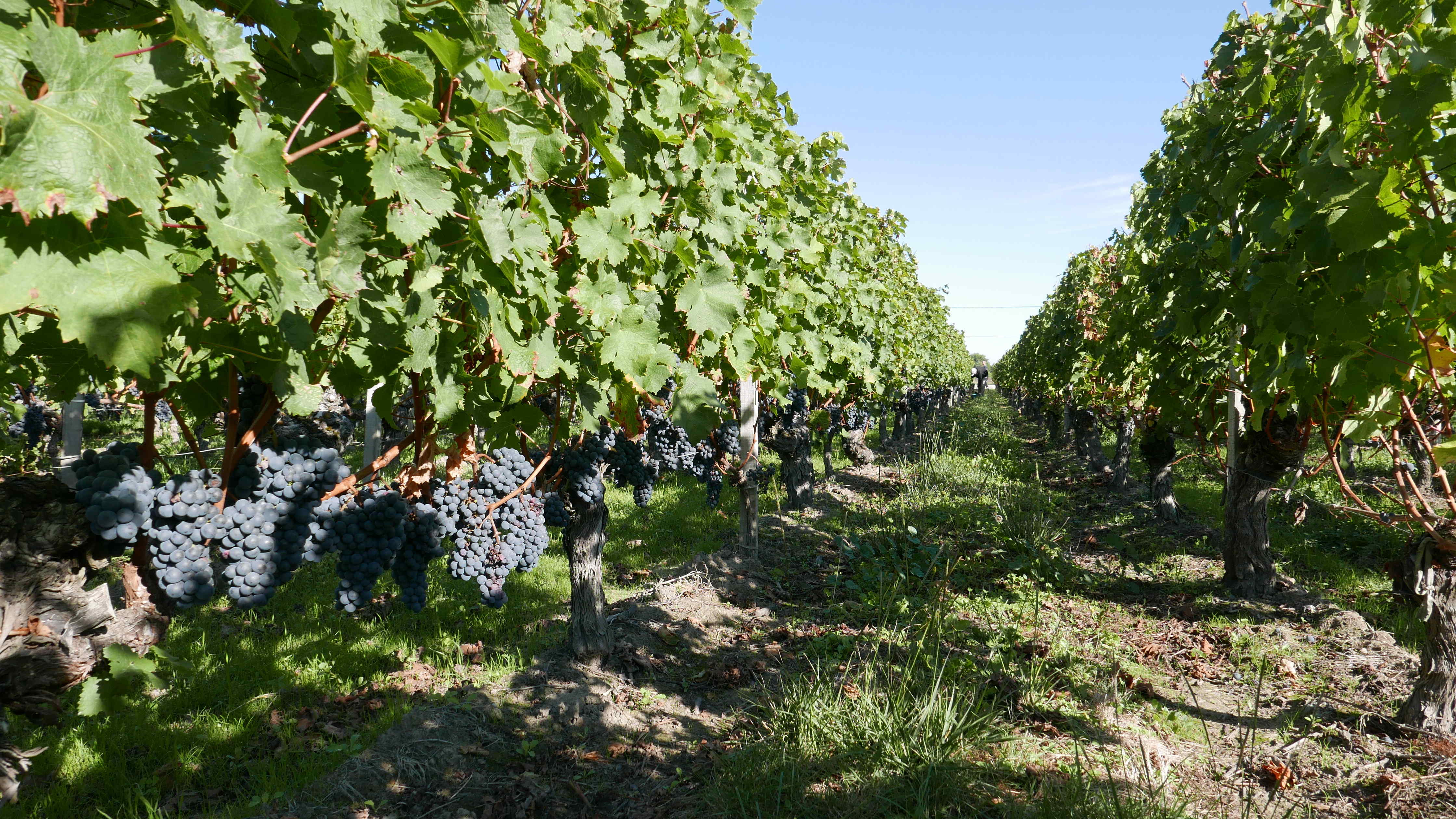 Rangs de vigne